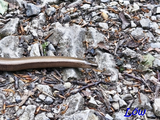 3.5.2025 - Blindschleiche